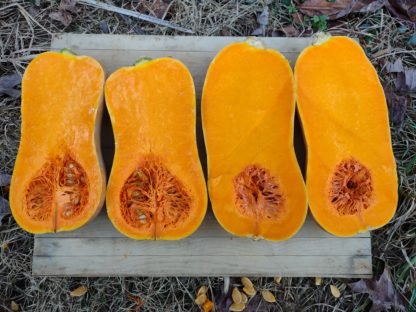 South Anna Butternut (Certified Organic) - Image 3