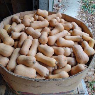 South Anna Butternut (Certified Organic)