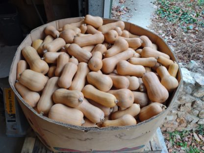 South Anna Butternut (Certified Organic)
