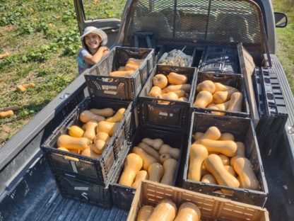 South Anna Butternut (Certified Organic) - Image 2