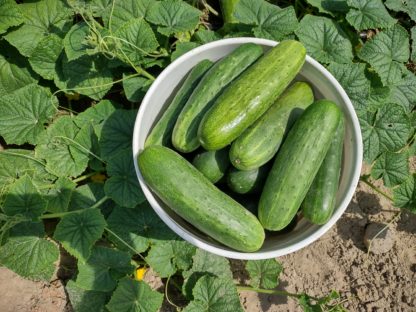 South Wind Slicing Cucumber (Certified Organic)