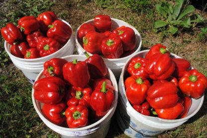 Sweet Bullnose Pepper (Certified Organic)