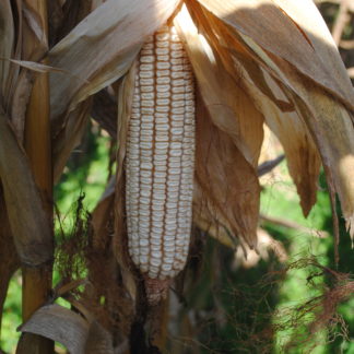 Corn