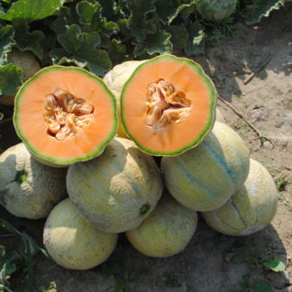 Trifecta Melon (Certified Organic)