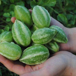 West Indian Gherkin (Ecologically Grown)