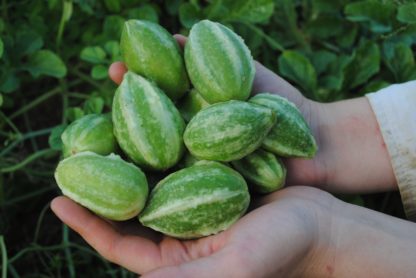 West Indian Gherkin (Ecologically Grown)