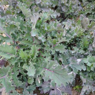 Wilhelm’s Ballure Groninger Kale (Certified Organic)