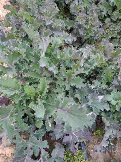 Wilhelm’s Ballure Groninger Kale (Certified Organic)
