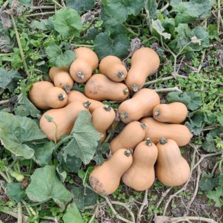 Bakers Branch Butternut (Certified Organic)