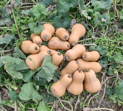 Bakers Branch Butternut (Certified Organic)