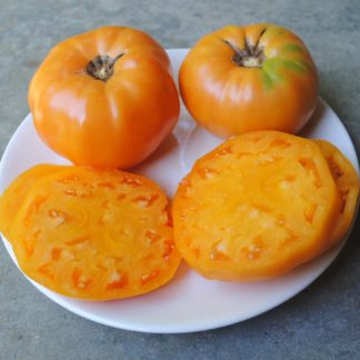 Barnes Mountain Orange Tomato (Certified Organic)