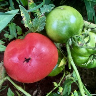 Bradley Tomato (Certified Organic)