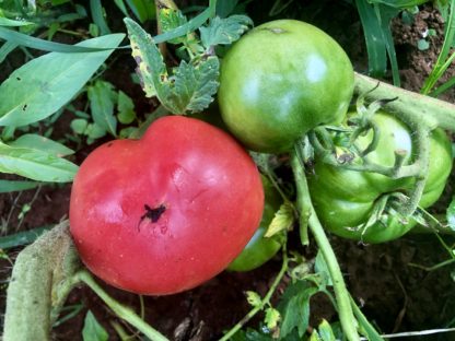 Bradley Tomato (Certified Organic)