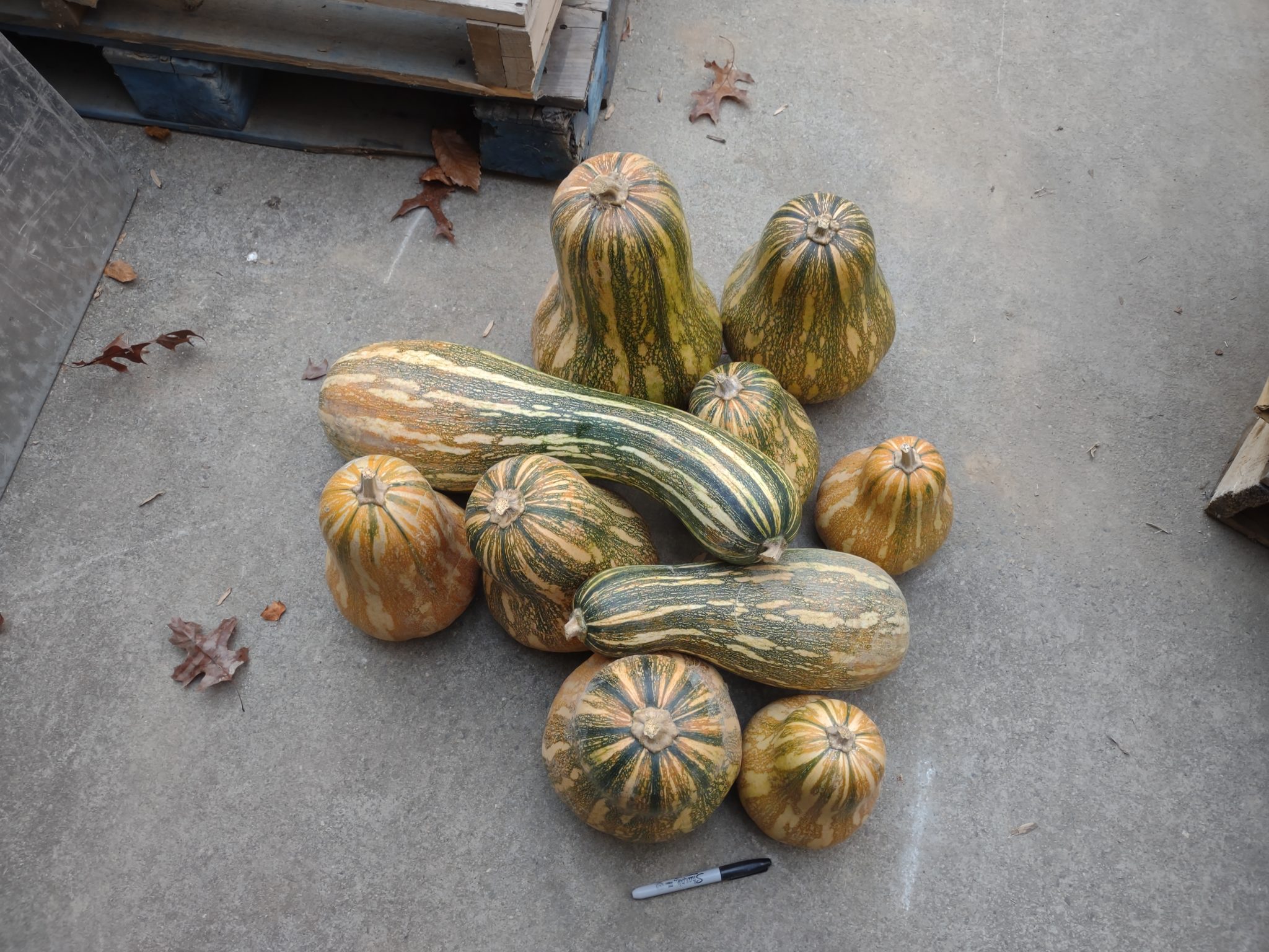Cuban Neck Pumpkin (Certified Organic) - Image 2