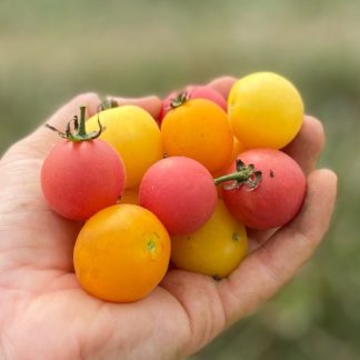 Easter in August Cherry Tomato (Certified Organic)