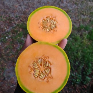 Trifecta x Edisto 47 F5 Melon - Selection 60-3 (Certified Organic)