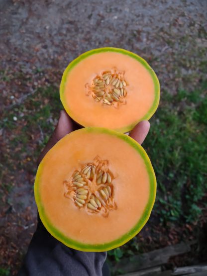 Trifecta x Edisto 47 F5 Melon - Selection 60-3 (Certified Organic)