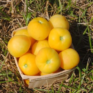 Garden Peach Tomato (Certified Organic)