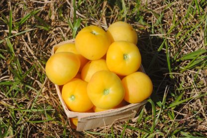 Garden Peach Tomato (Certified Organic)