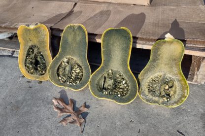 Guatemalan Green Ayote (Certified Organic)