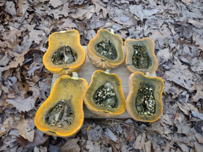 Guatemalan Green Ayote (Certified Organic) - Image 3