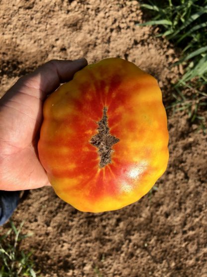 Hillbilly (Regular Leaf) Tomato (Certified Organic) - Image 2