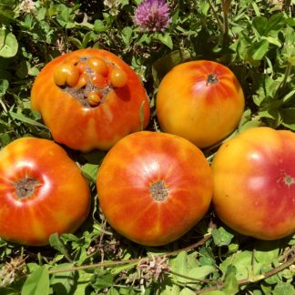Hillbilly (Regular Leaf) Tomato (Certified Organic)