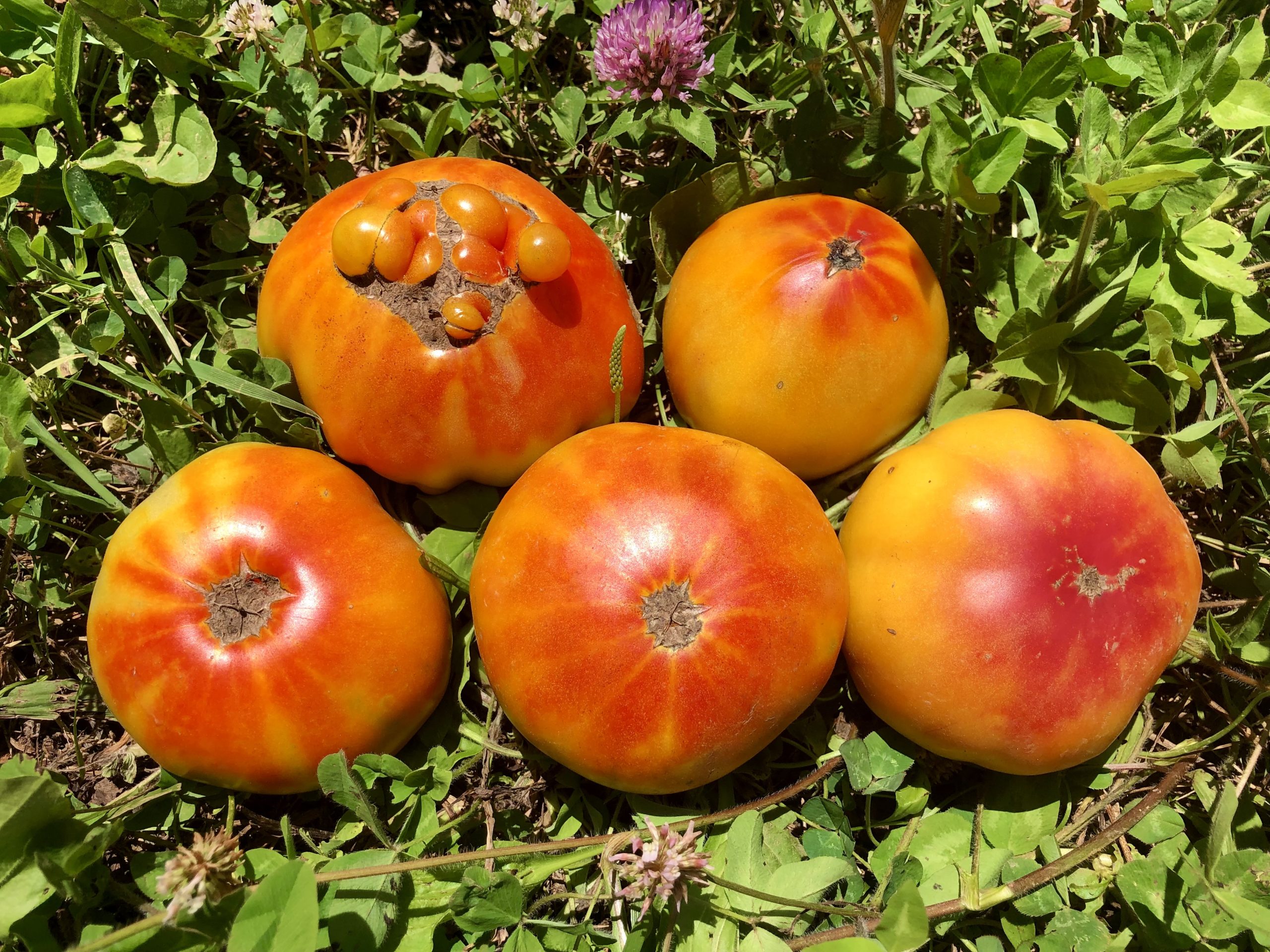 thumbnail image 2 of 25+ Hillbilly Tomato Seeds- Large, Beefsteak Tomatoes Feature 2 of 14