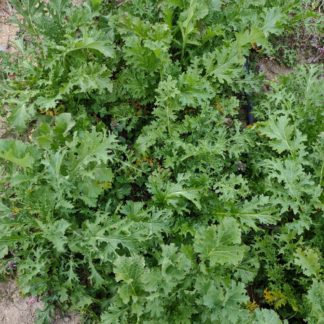New Star Mustard (Certified Organic)