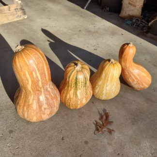 Cuban Neck Pumpkin (Certified Organic)