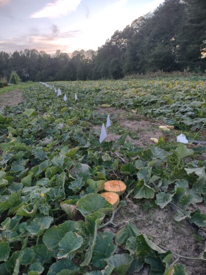 Trifecta x Edisto 47 F5 Melon - Selection 60-3 (Certified Organic) - Image 2