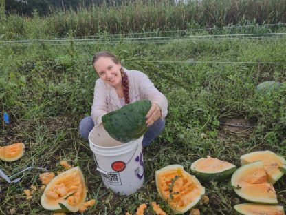 Yellow Moon and Stars Watermelon (Certified Organic) - Image 4