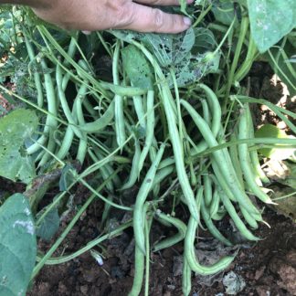 Marona Green Bean (Bush Green Bean) (Certified Organic)