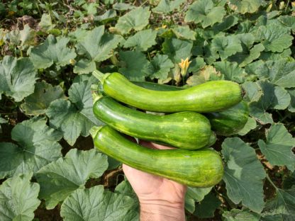 Menina Brasileira Precoce (Early Brazilian Girl) Summer Squash (Certified Organic)