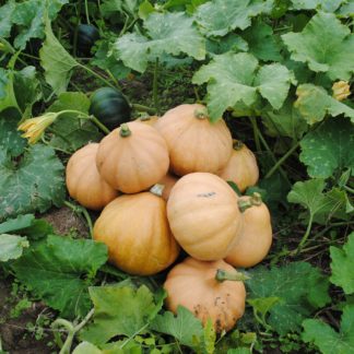 Seminole Pumpkin (Certified Organic)