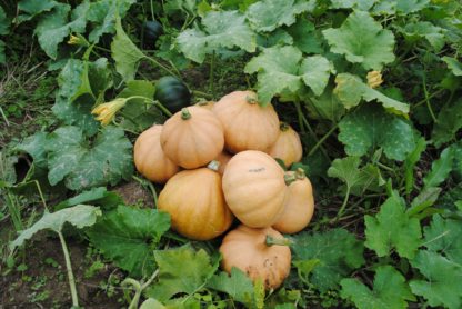 Seminole Pumpkin (Certified Organic)