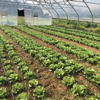Lettuce