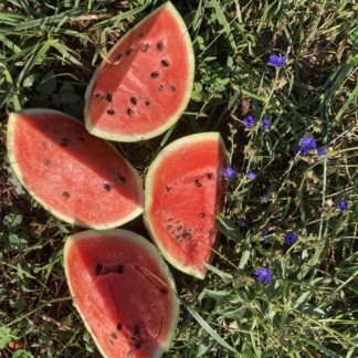 Sweet Scarlet Watermelon (Certified Organic)