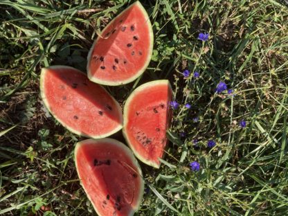 Sweet Scarlet Watermelon (Certified Organic)