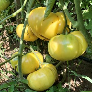 T.C. Jones Tomato (Certified Organic)