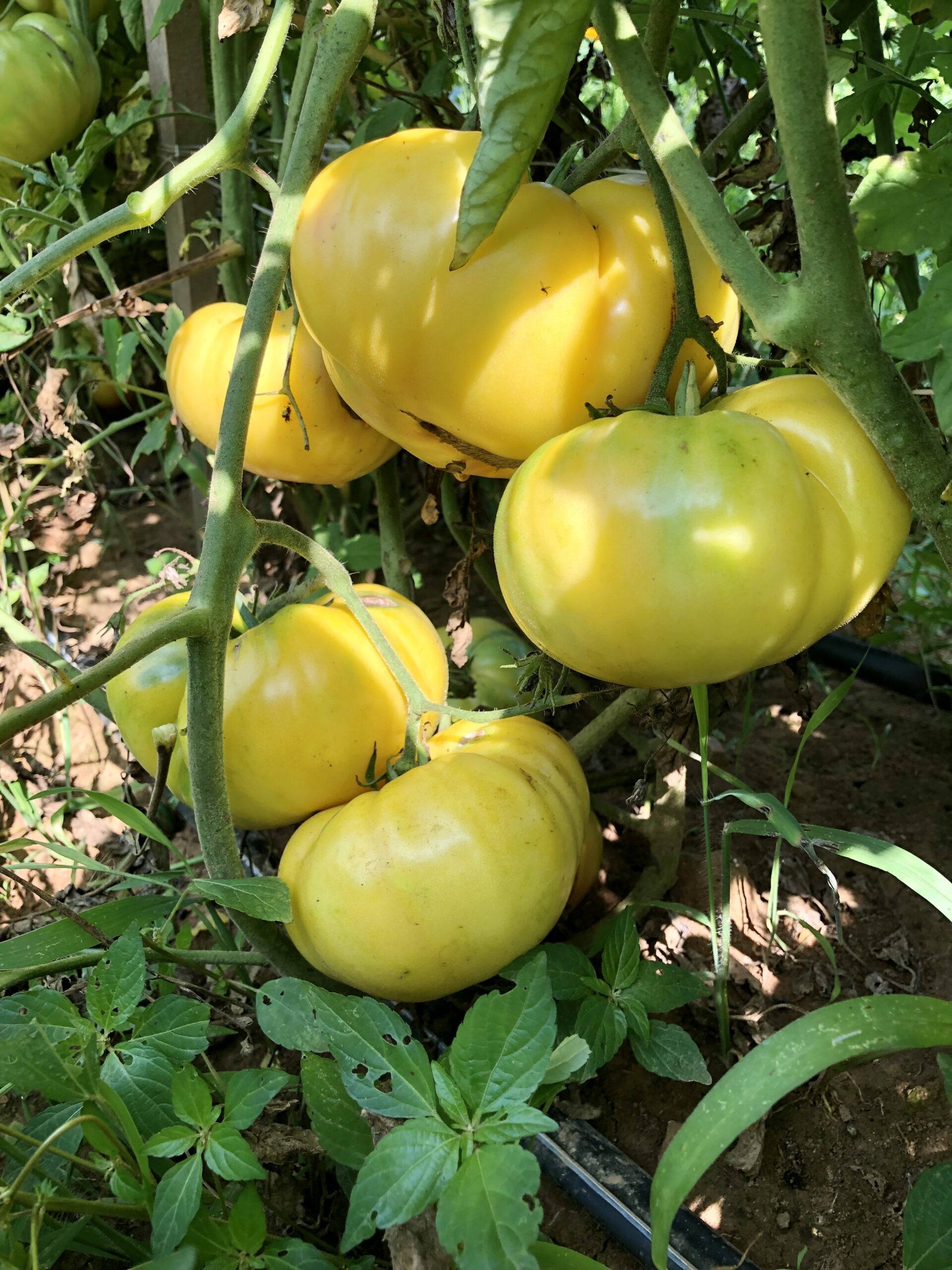 Tomatoes Archives - Common Wealth Seed Growers