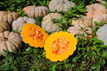 Thai Kang Kob Pumpkin  (Certified Organic)