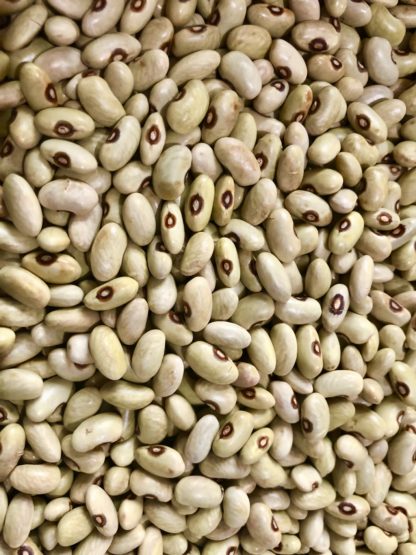 Verdon Dry Bean (Bush Dry Bean) (Certified Organic)