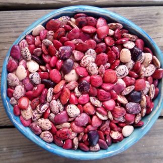 Violets Multi-Colored Lima (Pole Dry or Shelling Bean) (Certified Organic)