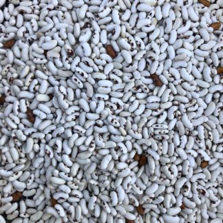 White Candle Gaucho Bean (Bush Dry Bean) (Certified Organic)