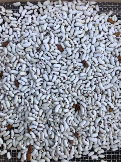 White Candle Gaucho Bean (Bush Dry Bean) (Certified Organic)