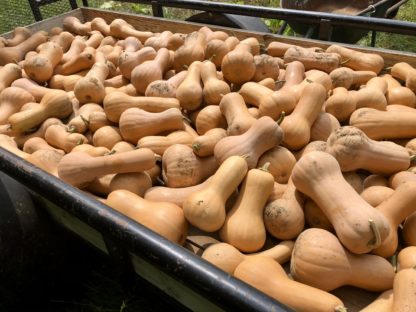 Xiye Butternut (Certified Organic) - Image 3