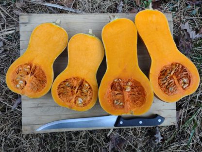 Xiye Butternut (Certified Organic)