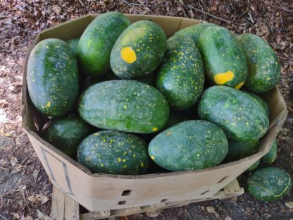 Yellow Moon and Stars Watermelon (Certified Organic) - Image 3