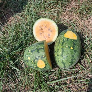 Stardust Watermelon (Certified Organic)